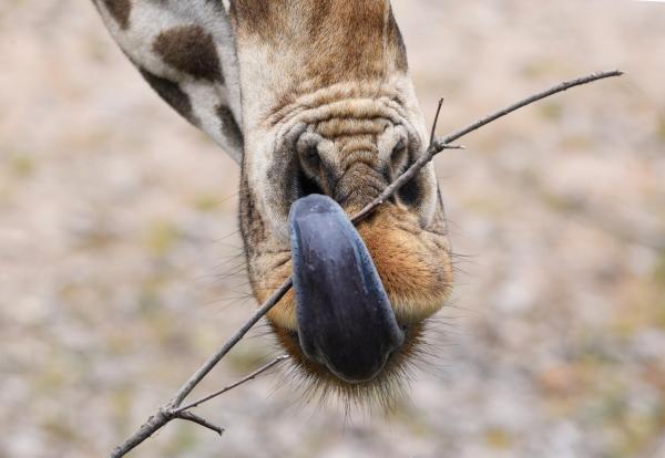 How Long and What Color Is a Giraffe's Tongue? - What color is a giraffe's tongue?