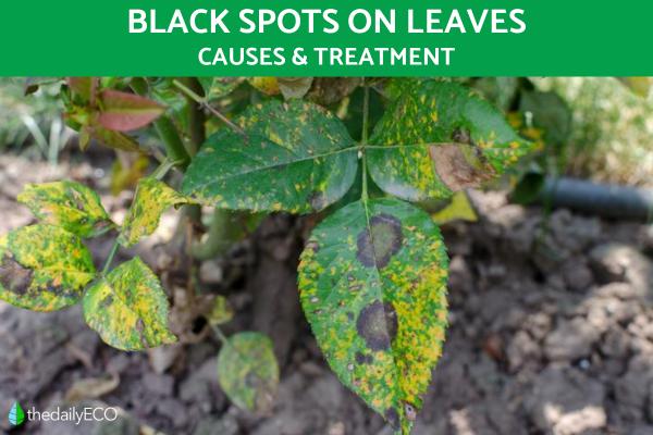 What Do Black Spots on Leaves Mean?