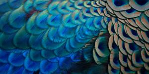 What Do Feathers Do? - 7 Functions & Benefits for Birds