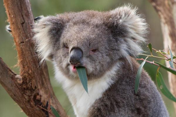 What Do Koalas Eat and Drink? - What do kolas drink?