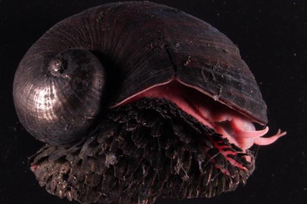 Volcano Snail or Scaly-Foot Gastropod - What does the volcano snail eat?