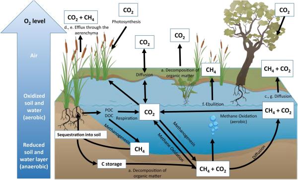 What Is a Carbon Sink Used For? - What is a carbon sink used for?