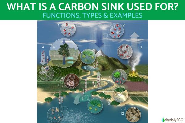 What Is a Carbon Sink Used For?