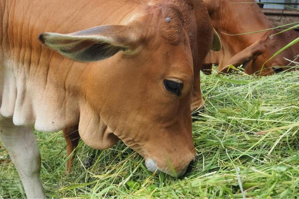 Parts of a Cow's Stomach and Their Functions - What is a cow's stomach like?
