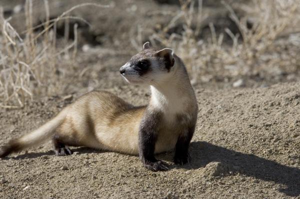 Difference Between Ferret Vs. Possum - What is a ferret?