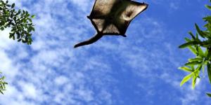 What Is a Flying Mammal? - Types and Examples