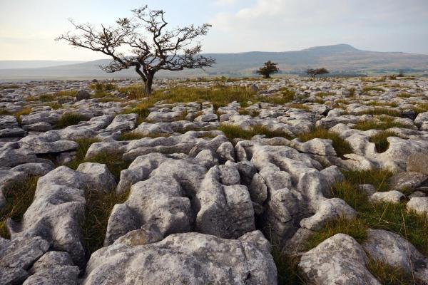 What Is a Limestone Pavement?