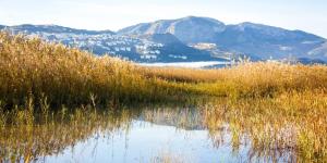 What Is a Marsh? - Marshland Definition