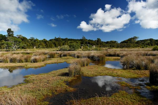What is a Mixed Ecosystem?