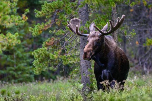 What Are the Different Types of Moose? - What is a moose?