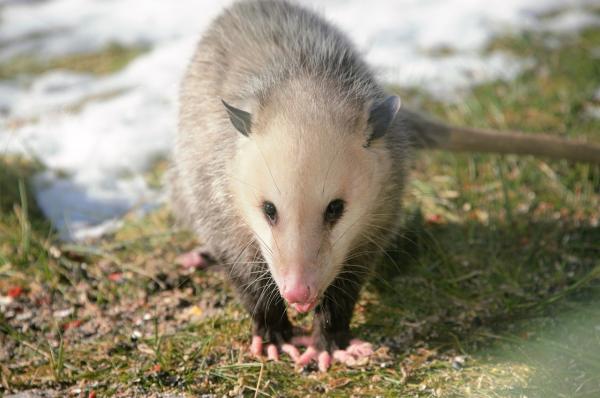 Difference Between Ferret Vs. Possum - What is a possum?