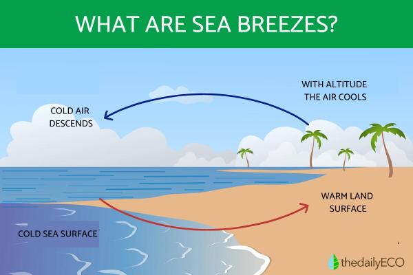What Is a Sea Breeze?