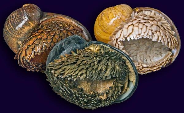 Volcano Snail or Scaly-Foot Gastropod - What is a volcano snail?