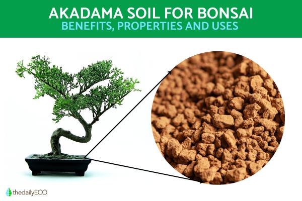 What Is Akadama Soil for Bonsai?