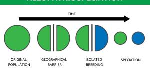 What Is Allopatric Speciation?