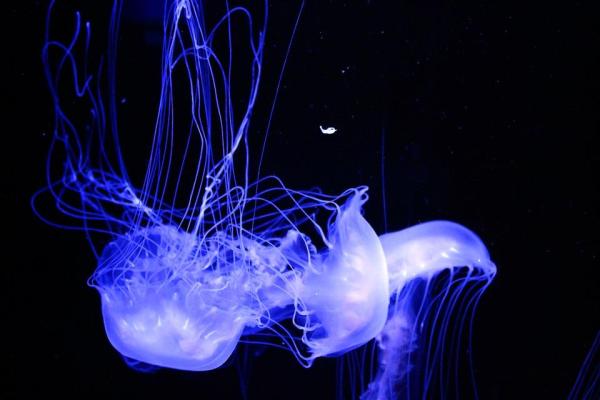 How Does Bioluminescent Light Work? - What is bioluminescence?
