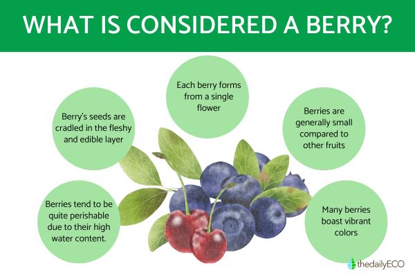 What Is Considered a Berry?