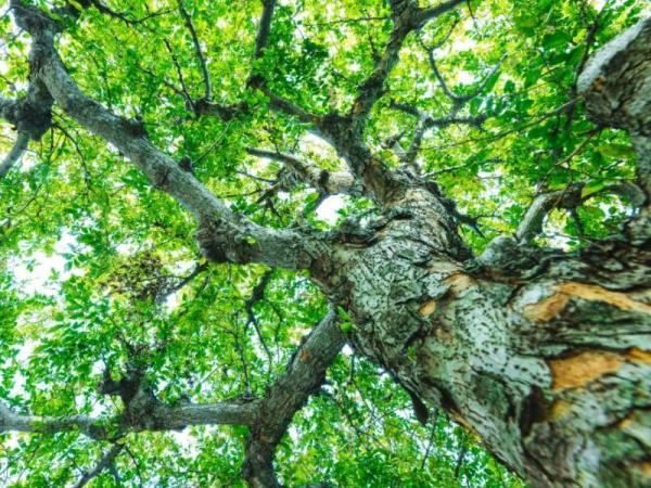 What Is Considered a Woody Plant?