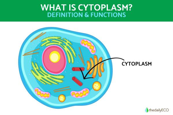 What Is Cytoplasm and Its Function?