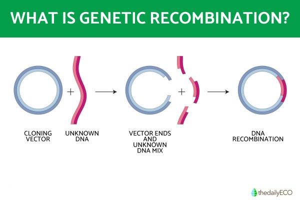 What is Genetic Recombination?