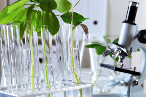 What Is Green Biotechnology?
