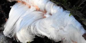 What Is Hair Ice? - Hair Ice Fungus