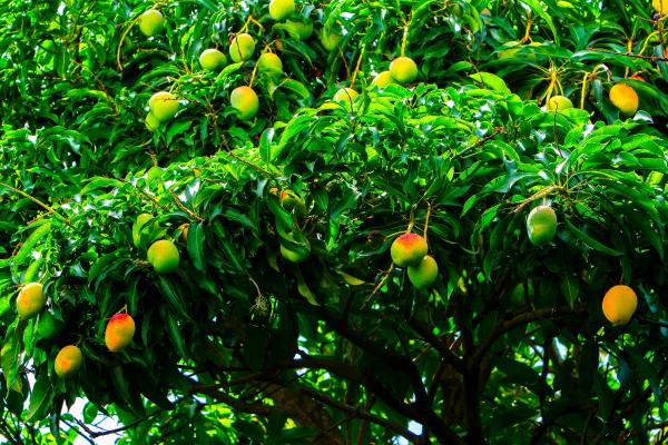 What Is Mango? Properties, Benefits and Contraindications - What is mango?