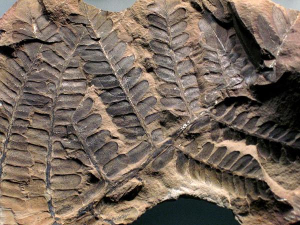 What Is Paleobotany? - Study of Plant Fossils