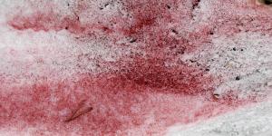 What Is Pink Snow or Watermelon Snow?