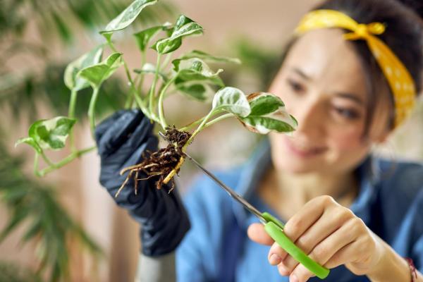 What Is Root Pruning?