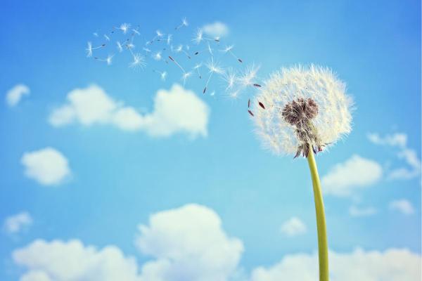 How Do Plants Spread Seeds? - What is seed dispersal?