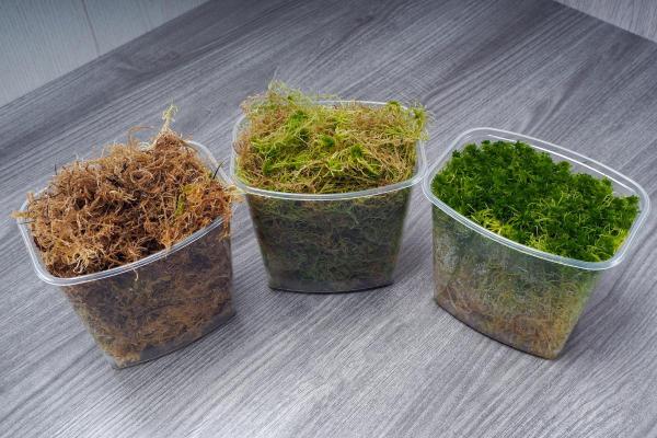 Sphagnum Moss Uses for Plants - What is sphagnum moss?