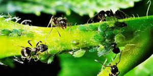 What Is Symbiosis in Biology?