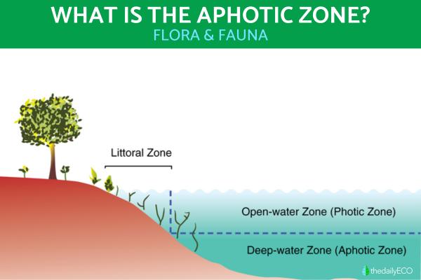 What Is the Aphotic Zone?