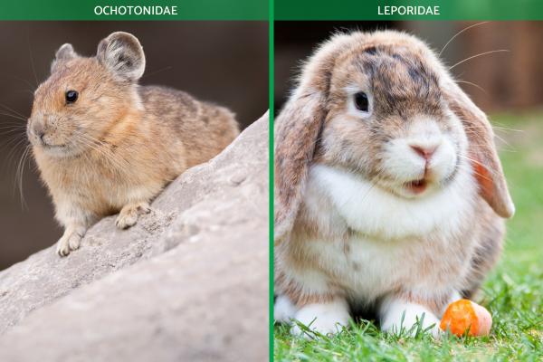 What Are Lagomorphs? - What is the difference between a lagomorph and a rodent?