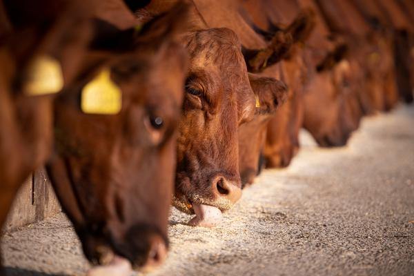Are Cows Bad for the Environment? - What is the environmental footprint of livestock?