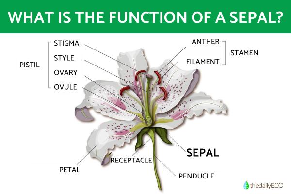 What Is the Function of Sepals in a Flower?