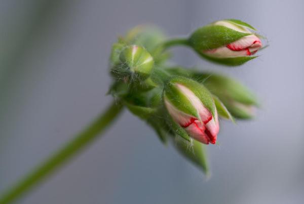 What Is the Function of Sepals in a Flower? - What is the function of sepals on flowers?