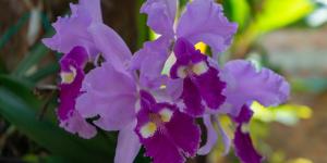 What Is the National Flower of Colombia?