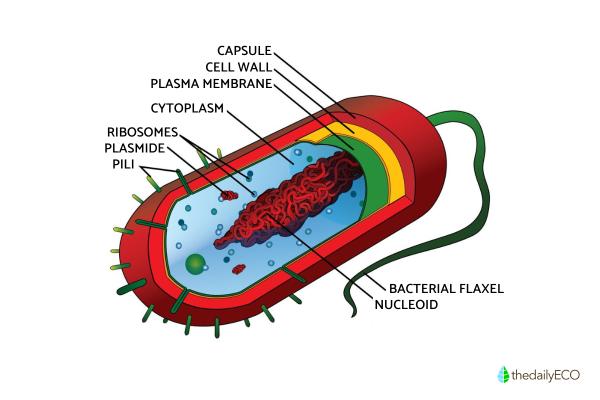 What is a Nucleoid? - The DNA of Prokaryotic Cells - What is the nucleoid?