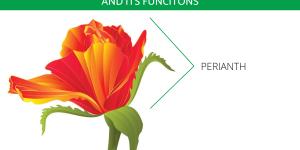 What Is the Perianth of a Flower?