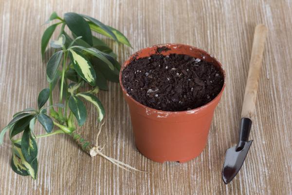 How to Care for a Schefflera Plant (Umbrella Tree) Indoors? - What kind of soil does Schefflera need?