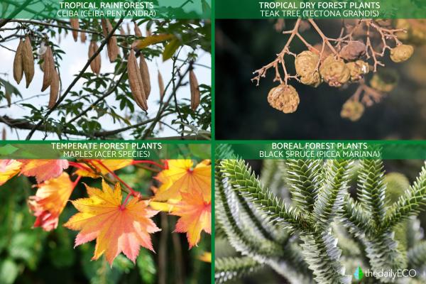 What Is a Forest Ecosystem? - What plants are in the forest ecosystem?