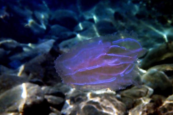 Is the Comb Jelly the First Animal on Earth? - What's Earth's oldest animal?