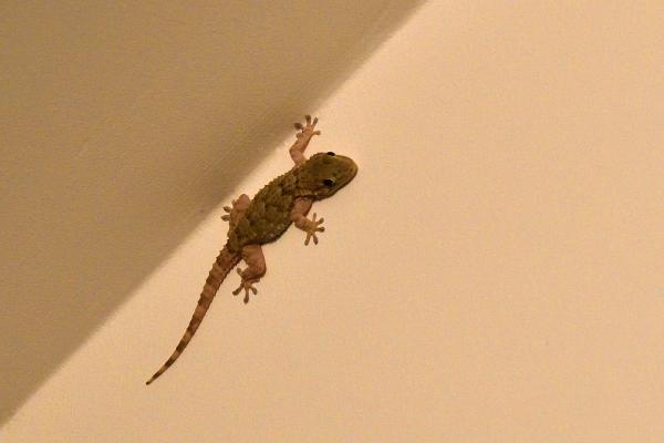 Are Geckos Poisonous? - What to do if you find a gecko in the house