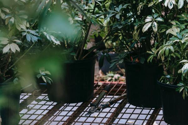 How to Care for a Schefflera Plant (Umbrella Tree) Indoors? - When to trim Schefflera?