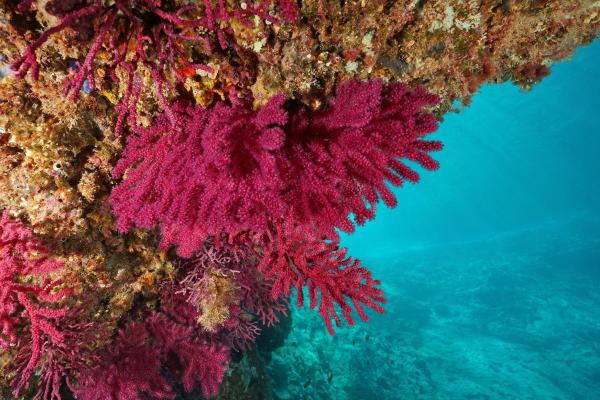 Gorgonian Coral - Characteristics, Habitat and Diet - Where do gorgonian corals live?