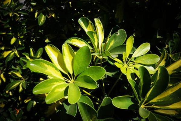 How to Care for a Schefflera Plant (Umbrella Tree) Indoors? - Where to put schefflera plant?