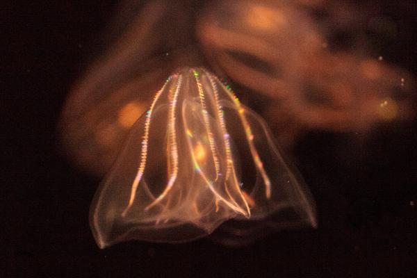 Is the Comb Jelly the First Animal on Earth? - Why are comb jellies considered the first animals?