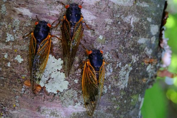 Why Are Cicadas So loud? - Why do cicadas make noise?